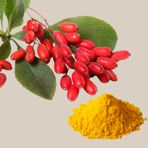 berberine plant